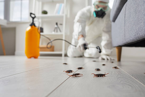 Commercial Kitchen Cockroach Control in China Grove